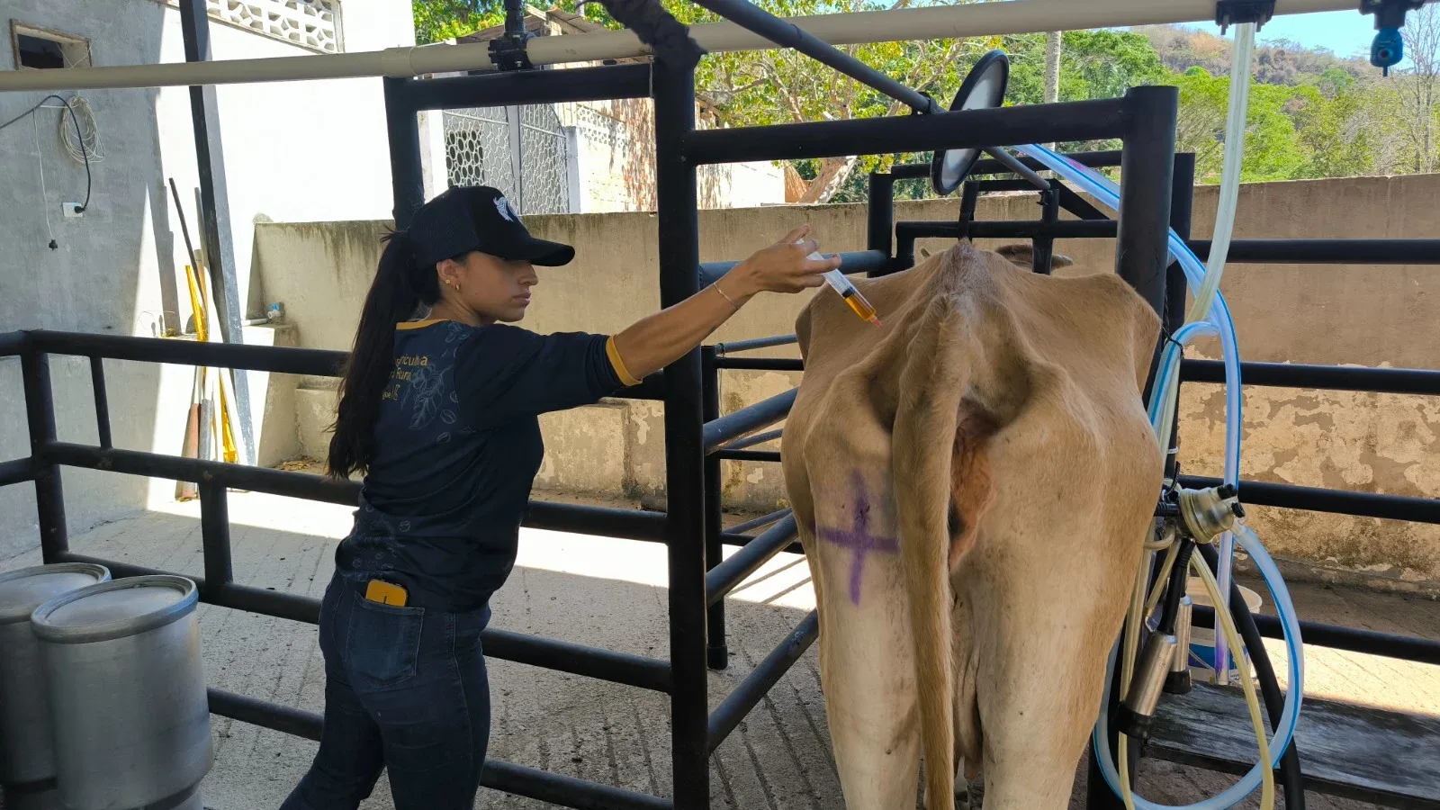 Alcaldía de Ibagué brinda atención veterinaria a más de 600 animales para mitigar efectos de ‘El Niño’
