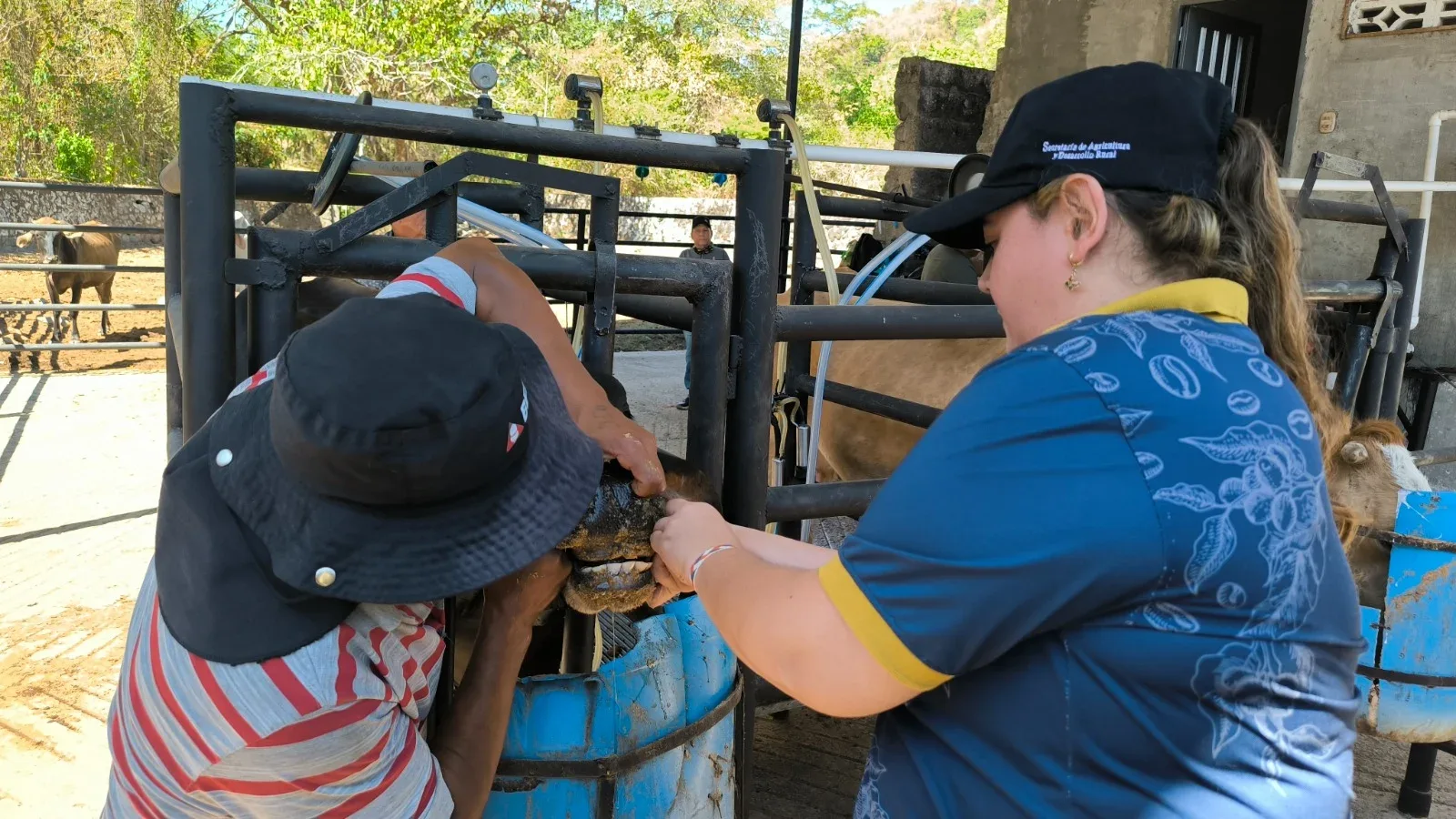 Alcaldía de Ibagué brinda atención veterinaria a más de 600 animales para mitigar efectos de ‘El Niño’