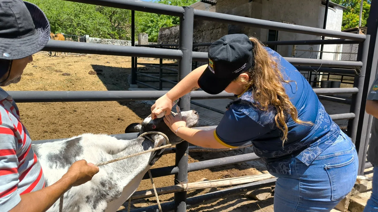 Alcaldía de Ibagué brinda atención veterinaria a más de 600 animales para mitigar efectos de ‘El Niño’
