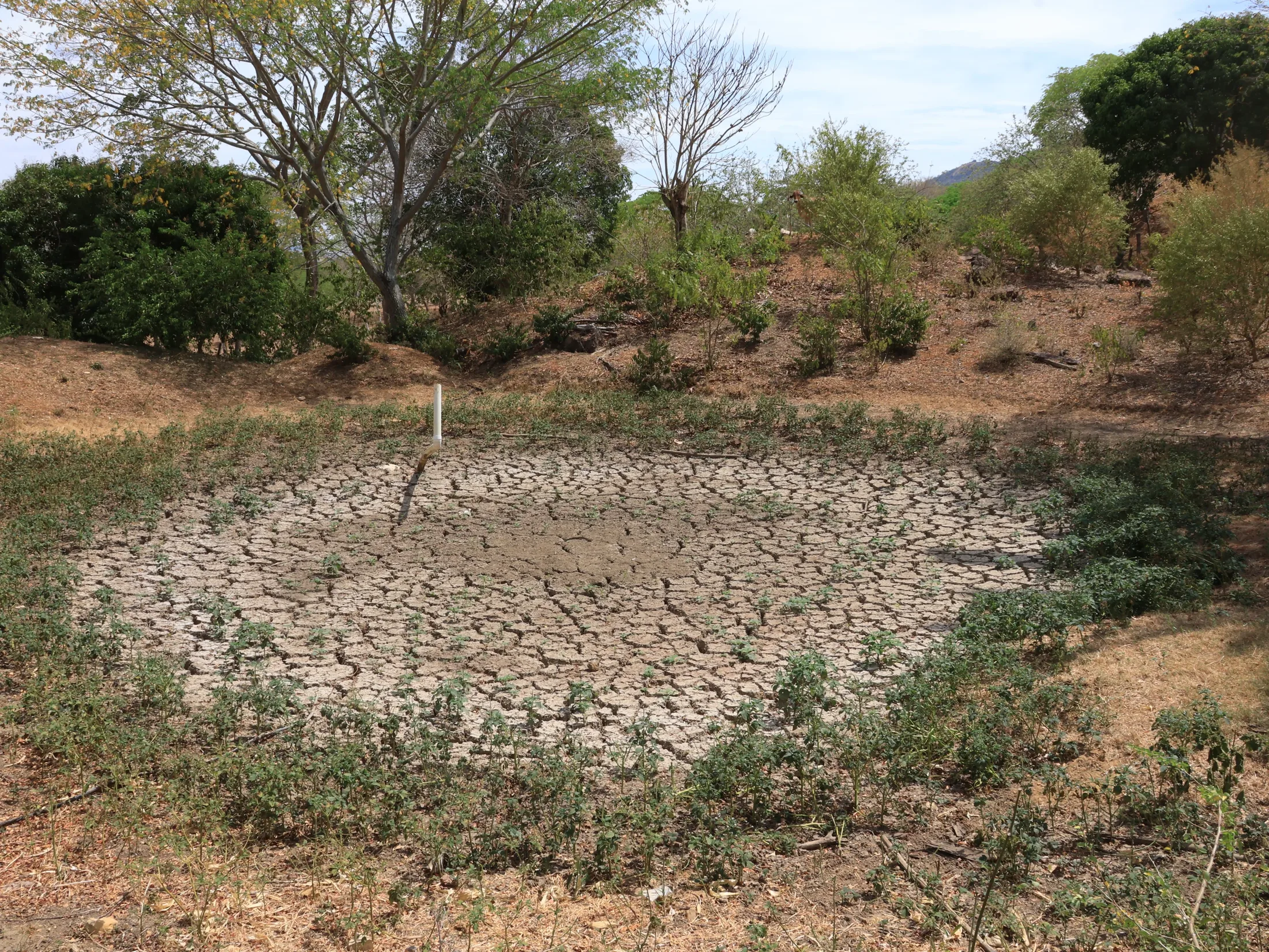 Inició diagnostico para evaluar pérdidas en el campo tolimense tras incendios forestales