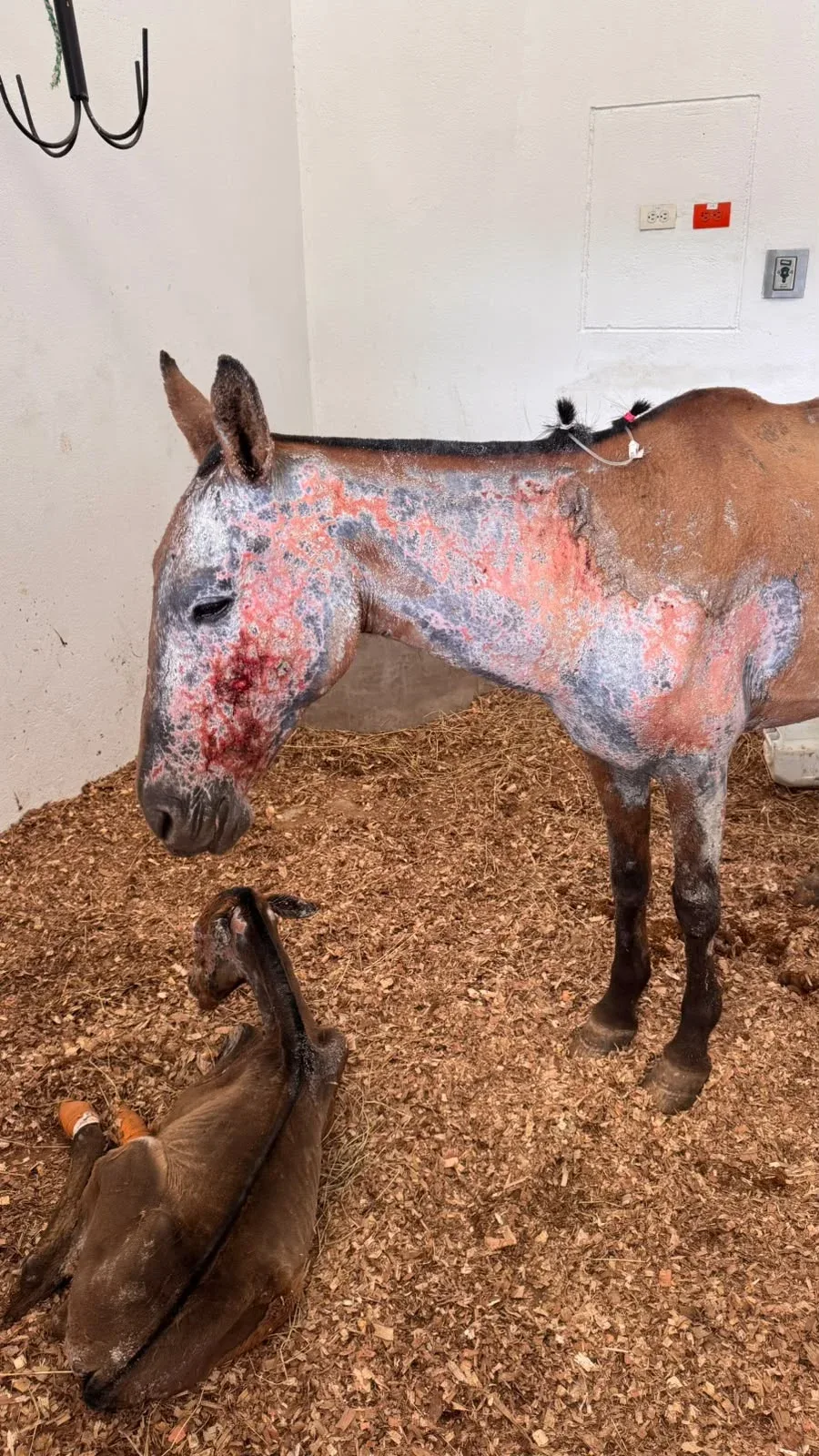 Zarigüeyas, equinos y otras especies: 56 animales atendidos tras los incendios en Tolima
