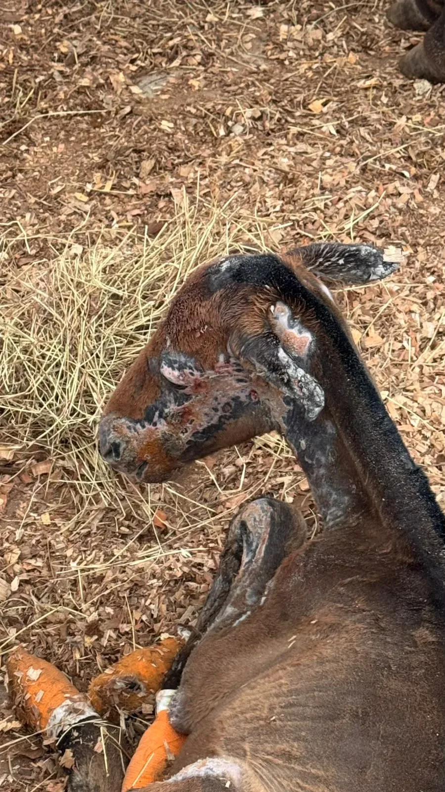 Zarigüeyas, equinos y otras especies: 56 animales atendidos tras los incendios en Tolima