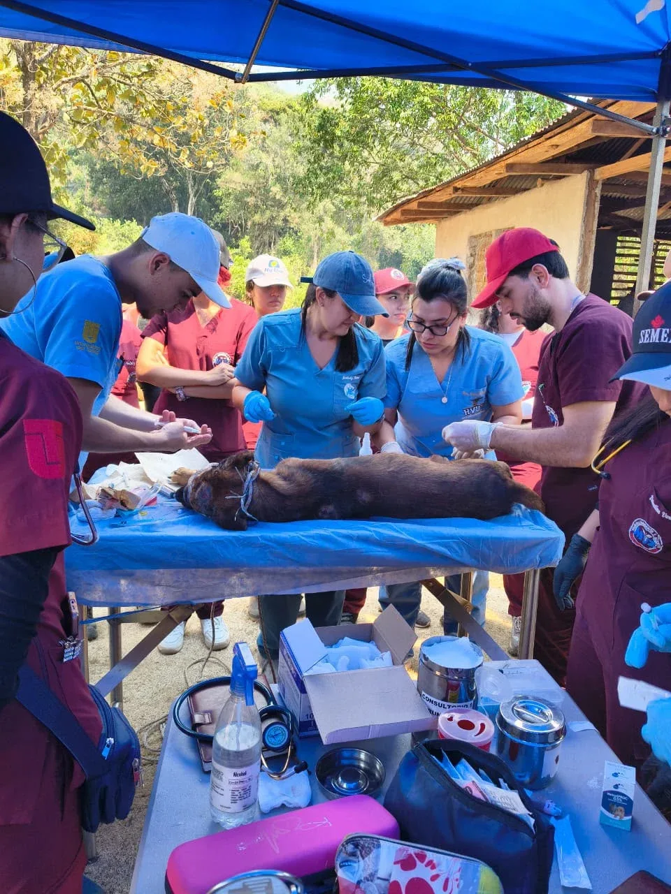 Zarigüeyas, equinos y otras especies: 56 animales atendidos tras los incendios en Tolima