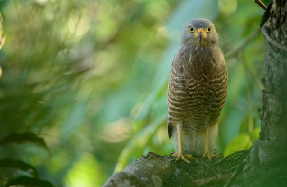 Un proyecto que le da la bienvenida a las aves rapaces al Tolima