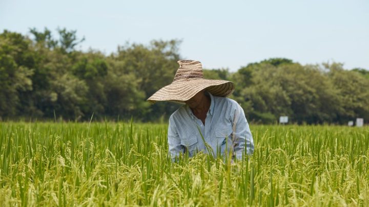 FEDEARROZ SE PRONUNCIA SOBRE AUDITORÍA DE LA CONTRALORÍA GENERAL DE LA REPÚBLICA