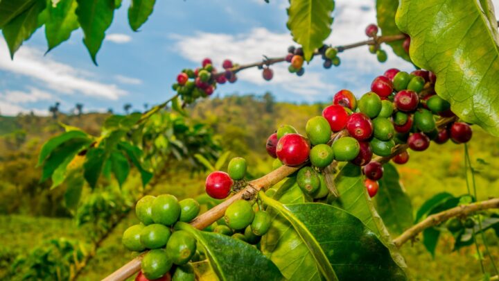 El Tolima se prepara para dinamizar su economía en el primer puente festivo de 2026