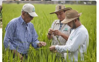FEDEARROZ SOLICITA MEDIDAS URGENTES PARA GARANTIZAR LA COMERCIALIZACIÓN 2026
