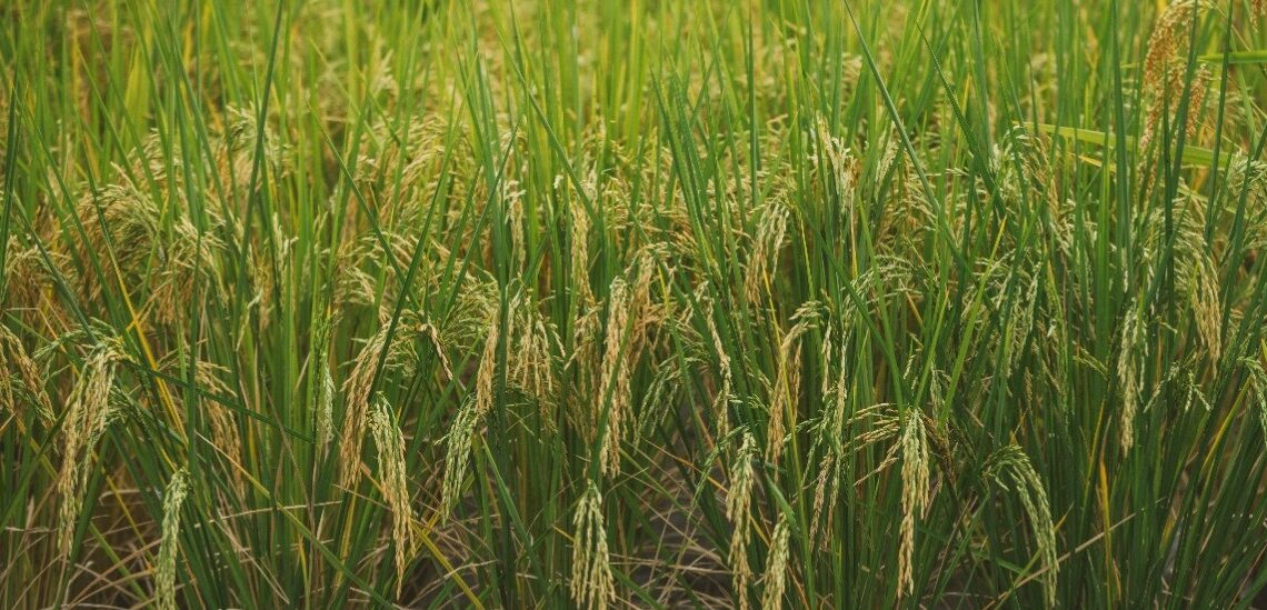 Gobierno Nacional adopta medidas en defensa de la producción nacional de arroz paddy verde