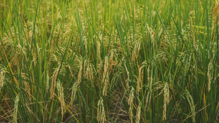 Gobierno Nacional adopta medidas en defensa de la producción nacional de arroz paddy verde