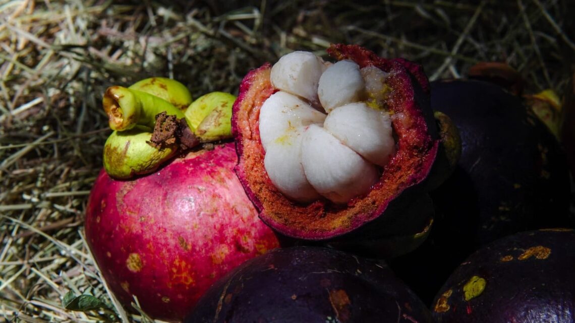 El mangostino de Mariquita ya cuenta con Denominación de Origen
