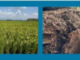 Fedearroz : El objetivo es lograr Autonomía Nutricional para el sector arrocero en la Región