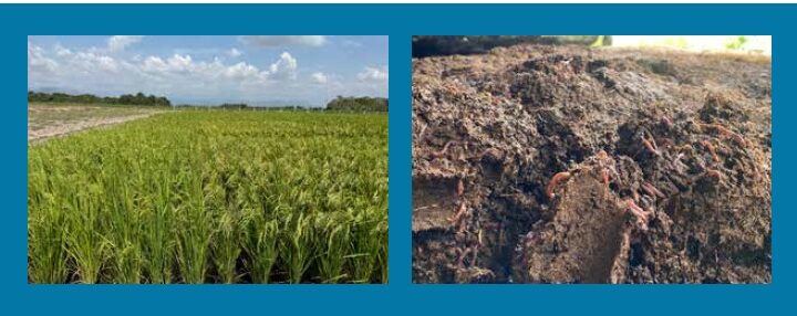 Fedearroz : El objetivo es lograr Autonomía Nutricional para el sector arrocero en la Región