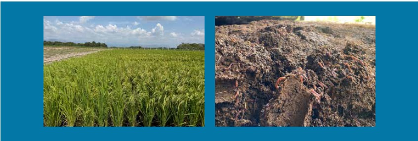 Fedearroz : El objetivo es lograr Autonomía Nutricional para el sector arrocero en la Región