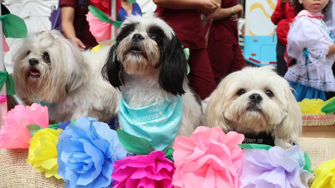 Ibagué celebrará jornada de servicios gratuitos para perros y gatos con desfile sampedrino y reinado canino
