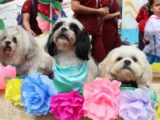 Ibagué celebrará jornada de servicios gratuitos para perros y gatos con desfile sampedrino y reinado canino