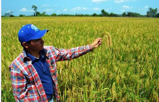FEDEARROZ :EL AGUA AFECTÓ 13 MIL HECTÁREAS DE ARROZ EN CASANARE DE ACUERDO CON EL PRIMER BALANCE DE LAS INUNDACIONES