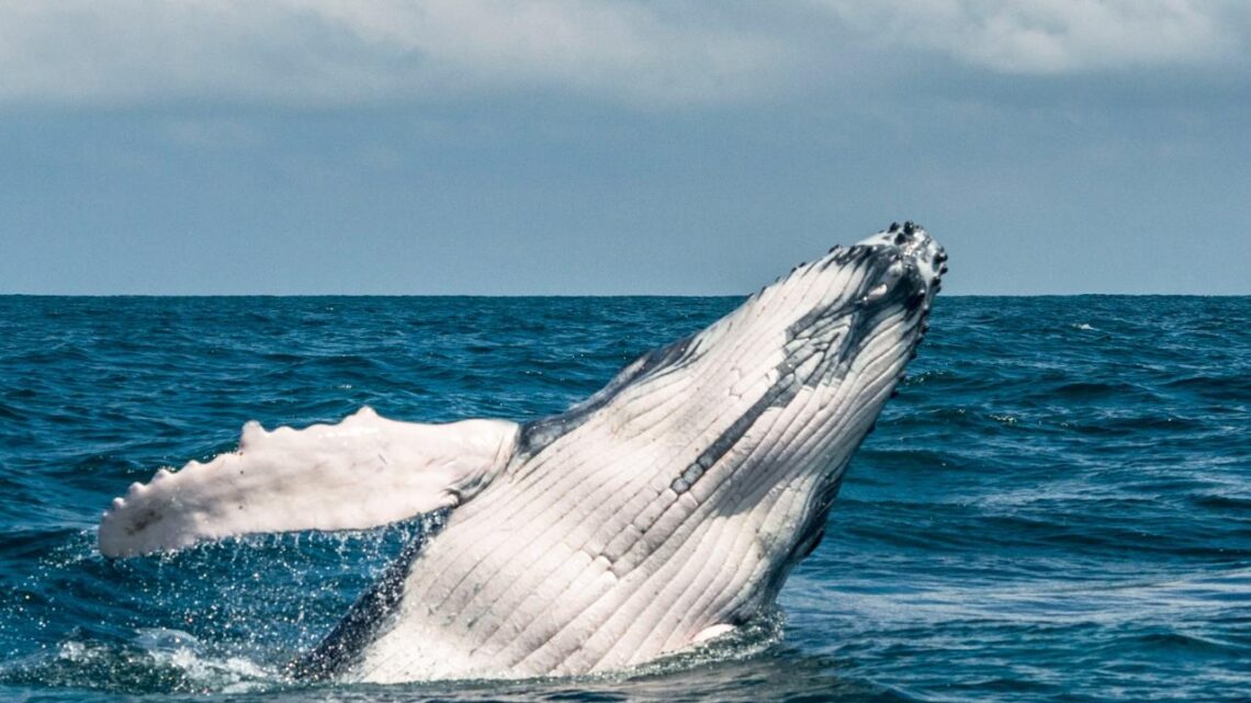 SATENA conecta el Pacífico colombiano con 160 vuelos semanales hacia los principales destinos de avistamiento de ballenas