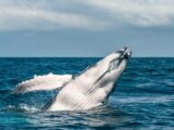 SATENA conecta el Pacífico colombiano con 160 vuelos semanales hacia los principales destinos de avistamiento de ballenas