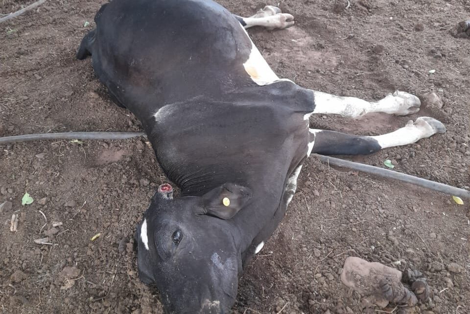Pérdidas por El Niño se acercan a los $100.000 MILLONES para los ganaderos colombianos